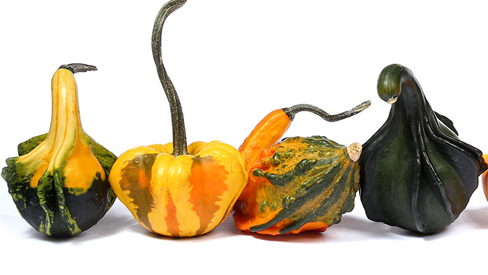 Festival des courges - Différentes curcubitacées