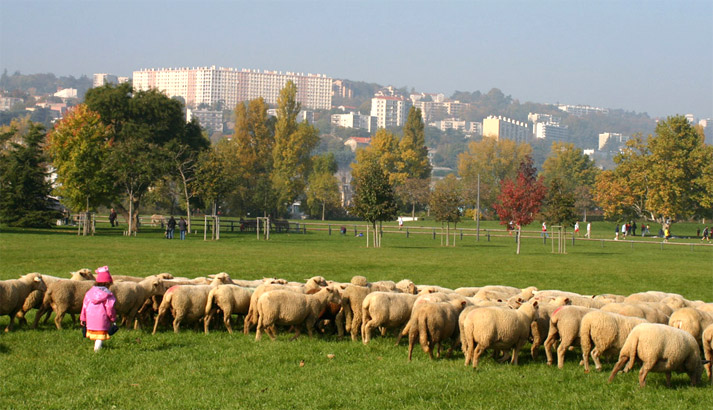 Quelle place pour l’agriculture en ville ?