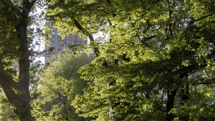 La ville-forêt - vers une nouvelle culture urbaine | Ville ...