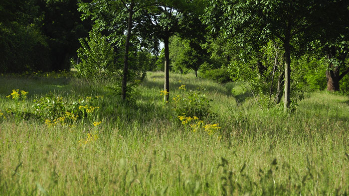 prairie parc gerland Vignette
