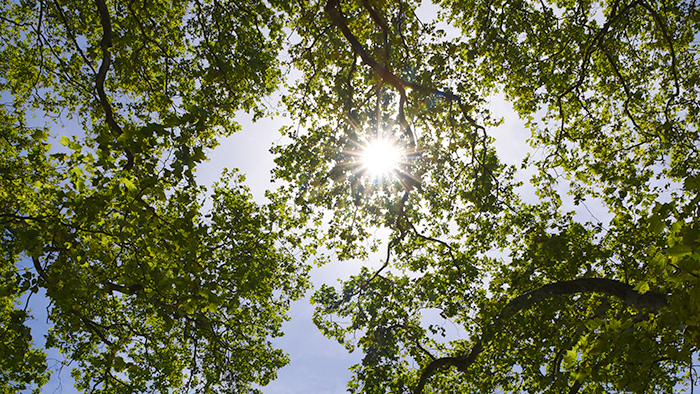 Soleil à travers les arbres