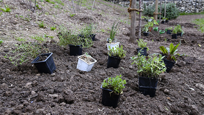 Les plantes aromatiques prêtes à être plantées dans le verger du parc Jacob Kaplan
