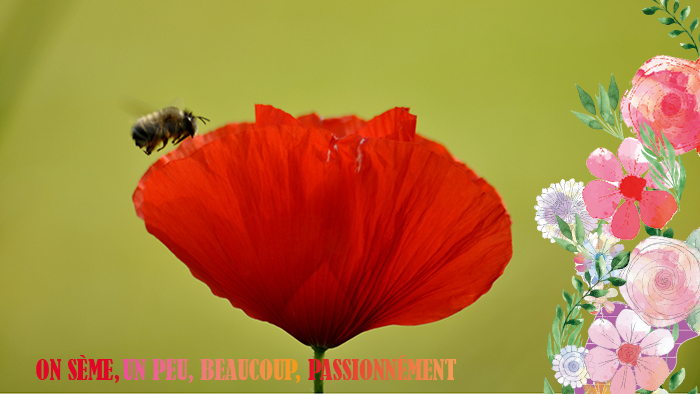 coquelicot_onseme Vignette