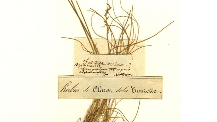 Spécimen herbier JJ Rousseau Vignette