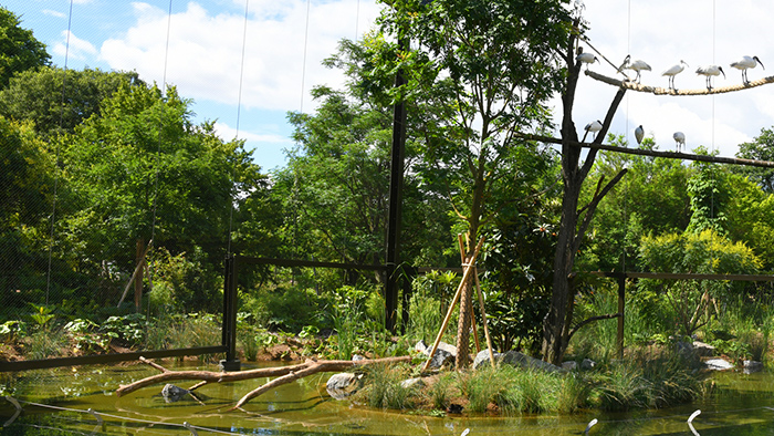 Forêts d'Asie