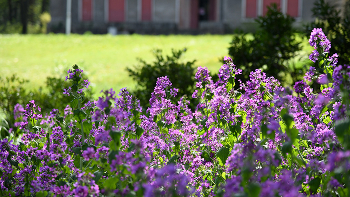 fleurs parc Champvert