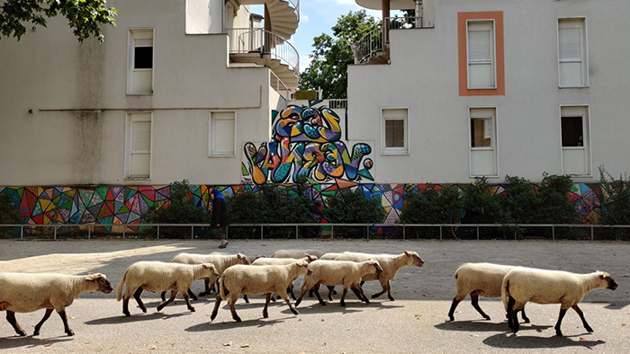 la_petite_transhumance_octobre_2021 Vignette