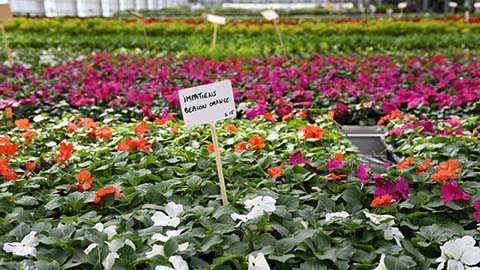 centre horticole Cibeins Vignette