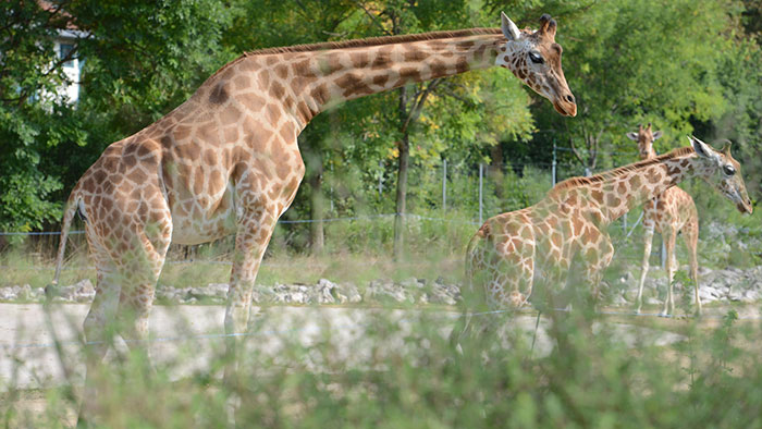 la Fête de la Girafe aura lieu le 26 juin au parc de la Tête d'Or.