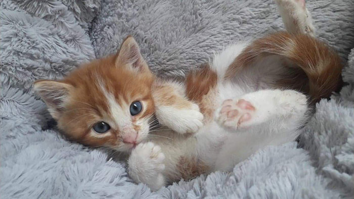chaton