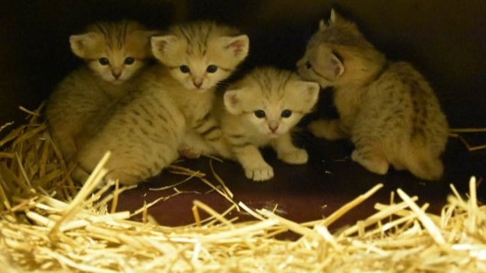 Chatons des sables Vignette