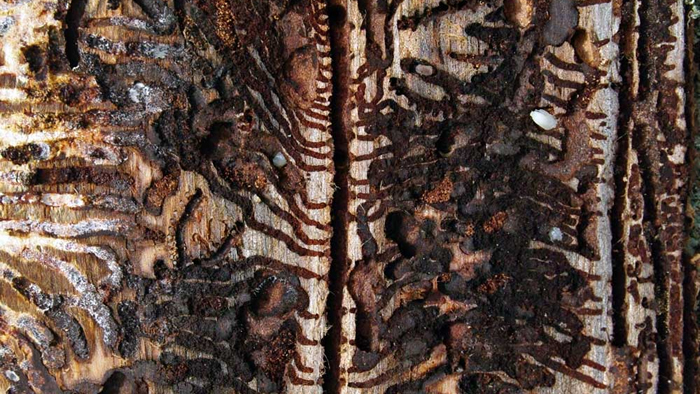 Ravages du scolyte Vignette