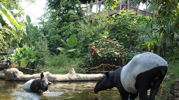 Forêt d'Asie Tapir malais Vignette