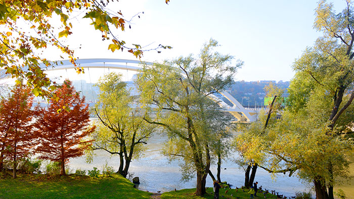 Arbres sur les berges Vignette