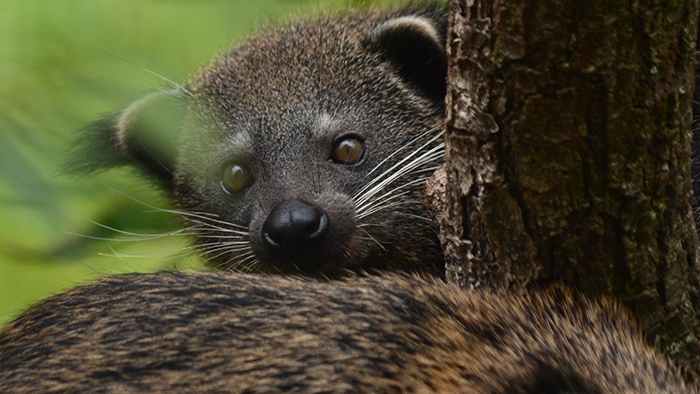 jeune binturong 2019 Vignette