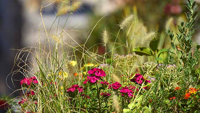 Dossier nature Vignette