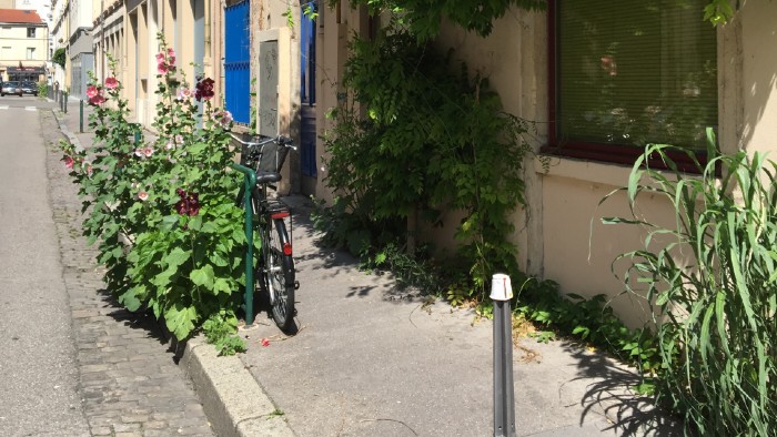Roses trémières et glycine rue Chalopin ©Elsalaubez