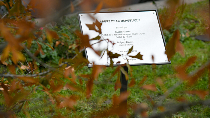 arbre_republique_p Vignette