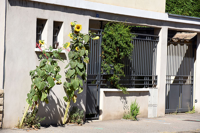 Jardin de rue Montchat - tournesols