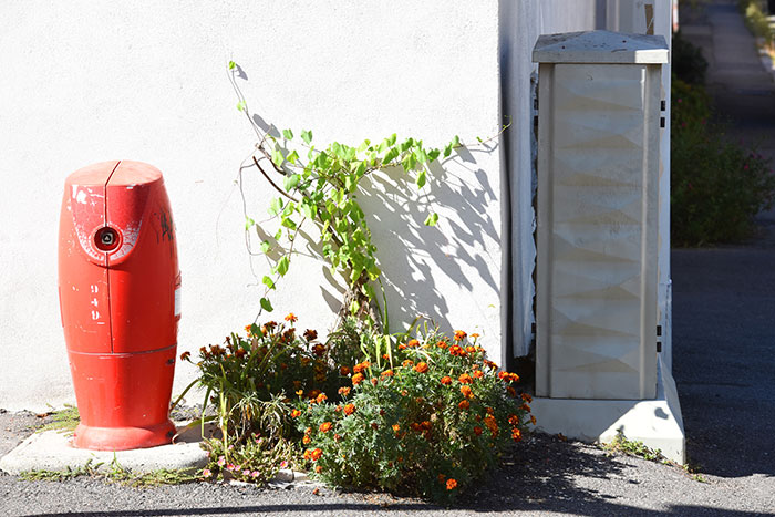 Jardin de rue Montchat - plantes diverses