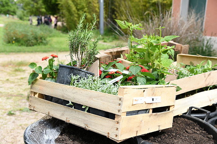 Jardin de rue -  distribution de plantes