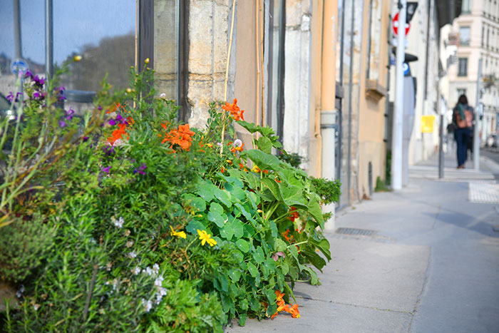 Jardin de rue quai Saint-Vincent