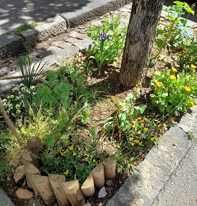 Jardin de rue - végétations pied d'un arbre