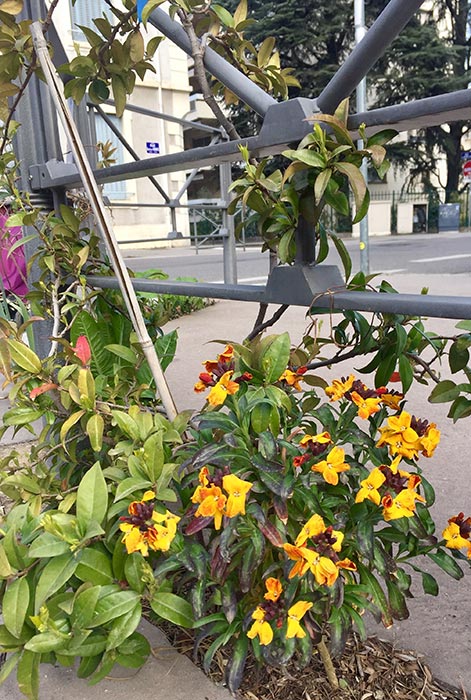 Jardin de rue - végétations sur le trottoir