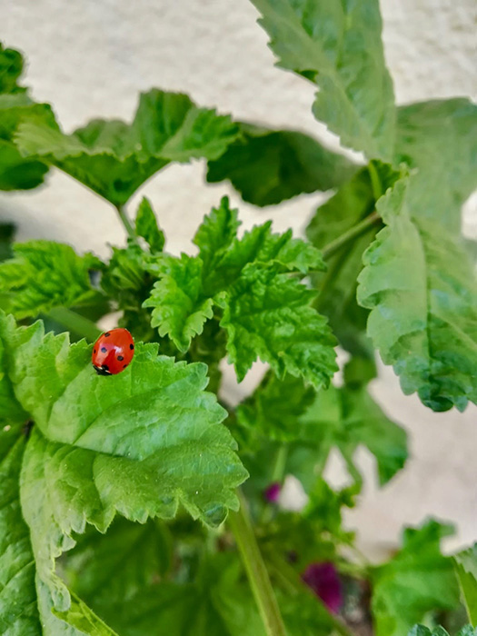 Jardin de rue - végétation coccinelle