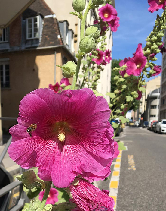 Jardin de rue - roses trémières