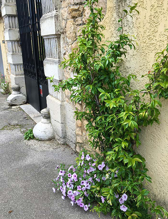 Jardin de rue - plantes grimpantes