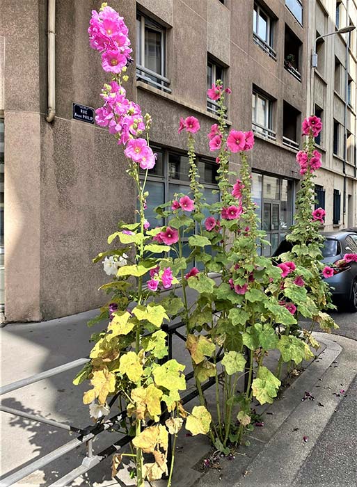 Jardin de rue sur le trottoir