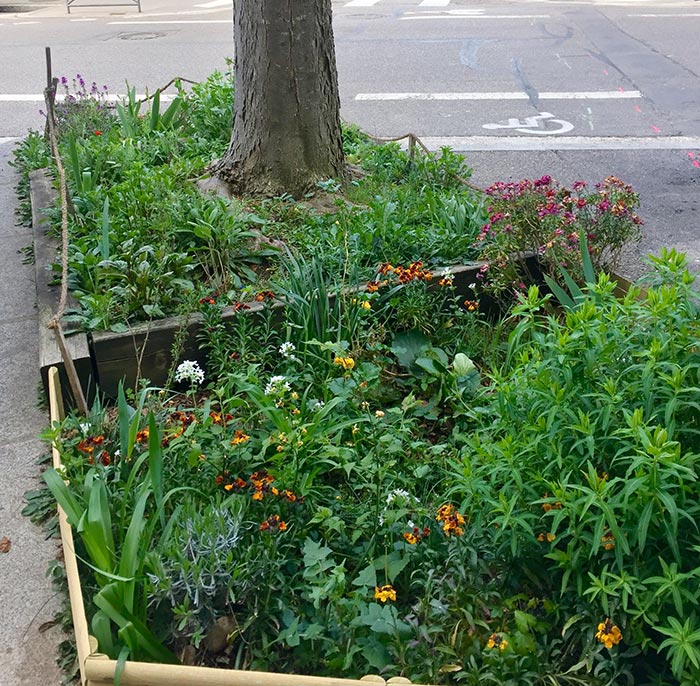 Jardin de rue au pied d'un arbre