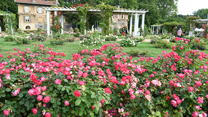 La roseraie du parc de la Tête d'or