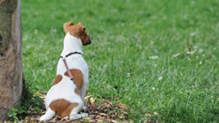 Un chien dans un parc lyonnais