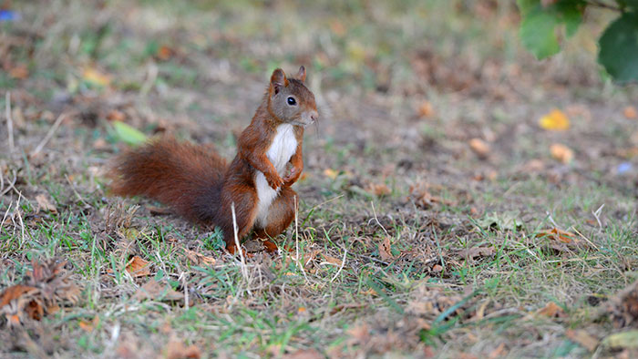 Un écureuil dans le parc de la Tête d'or