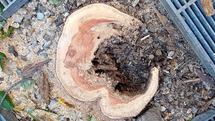 Souche d'un arbre abattu rue de la République