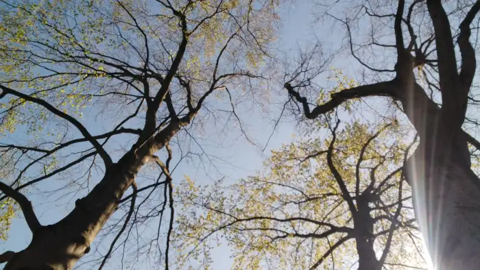 Wangari Maathaï, la mère des arbres 