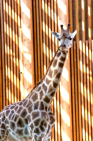 Girafe