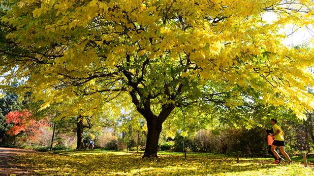 Parc de la Tête dOr en automne - p