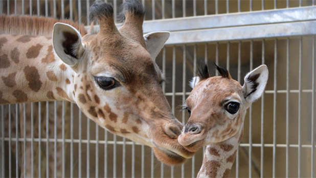 Girafe et girafon - p Vignette