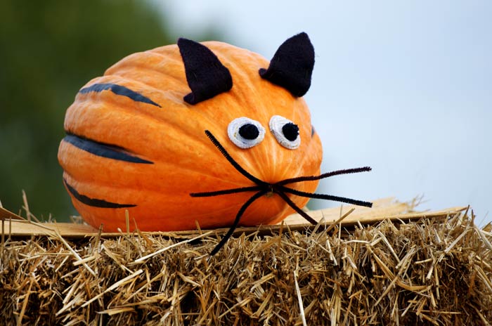 Courge souris - Concours de courges décorées