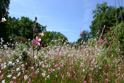 Fleurs du Parc de la Tête d'Or