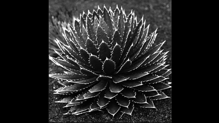 Lucien Mermet-bouvier - jardin d'été, 1994