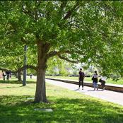 Parc de gerland : arbre, verdure et promenade