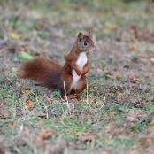 Un écureuil dans le parc de la Tête d'or